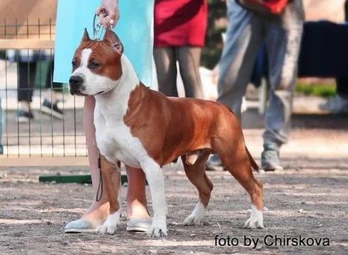 Astilars Vagner | American Staffordshire Terrier 