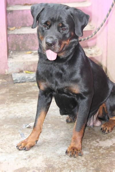 SWEETY 2012/018524 | Rottweiler 