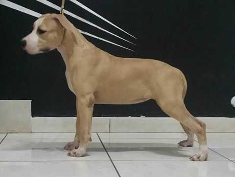 Ricchi's MB Ivory Coast | American Staffordshire Terrier 