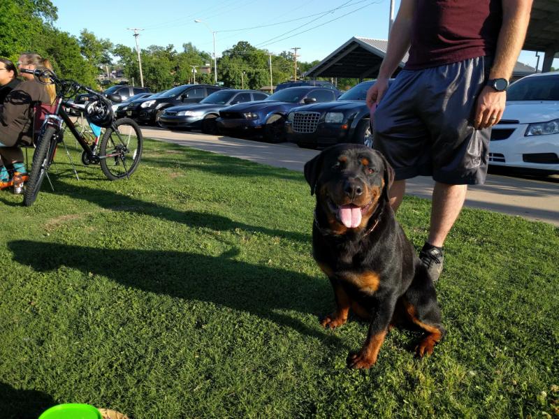 Layla Von Bowlin | Rottweiler 