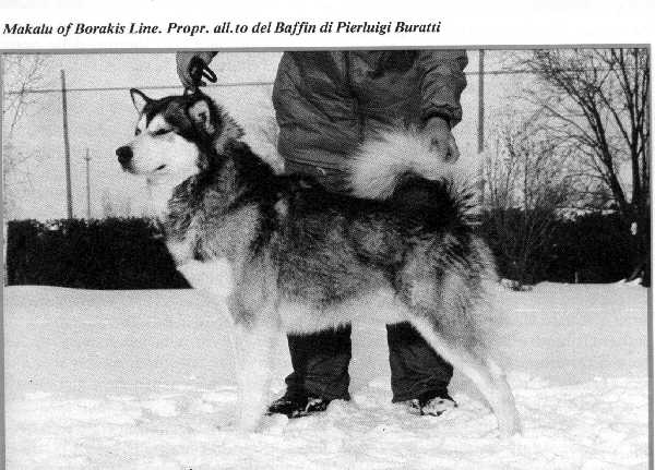 Makalli Expedition of Borakis Line | Alaskan Malamute 