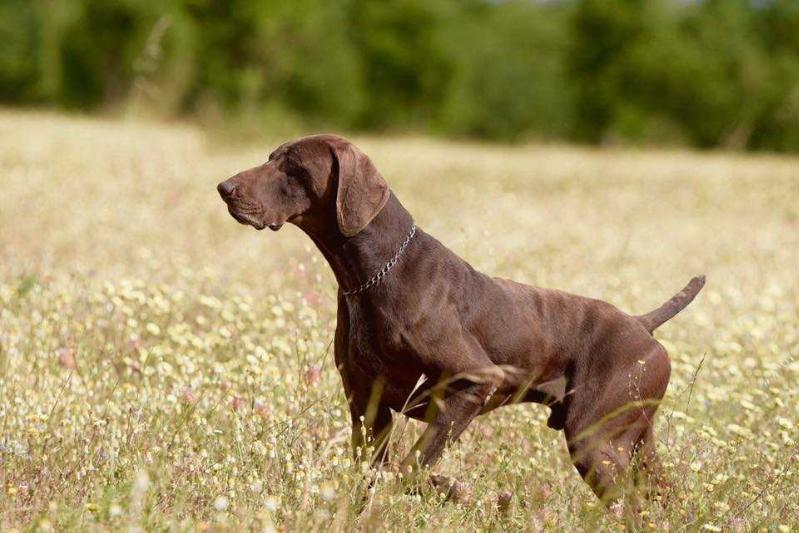 Frick du Pied du Mont | German Shorthaired Pointer 