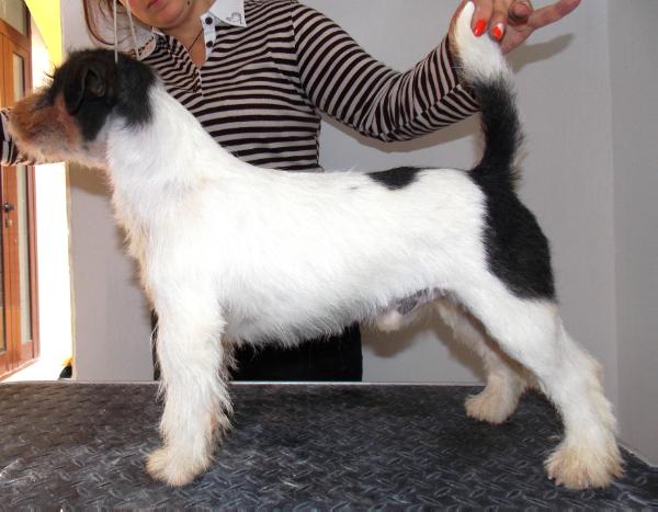 Royal Di San Ruffino Jack Limited Edition | Jack Russell Terrier 
