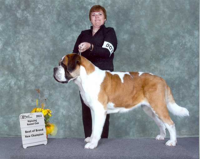 Lasquite's Belina v Hans | Saint Bernard 