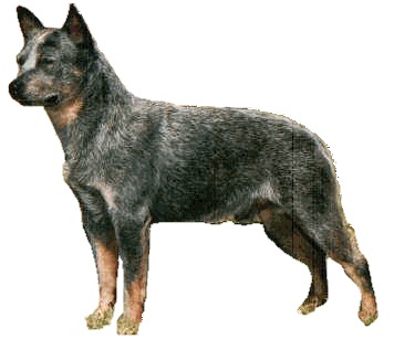 Quarrawil Little Duke | Australian Cattle Dog 