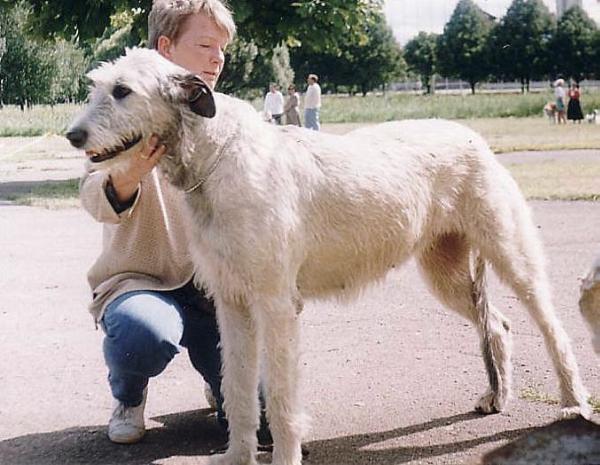 Mucha Moor's Eshmoor | Irish Wolfhound 