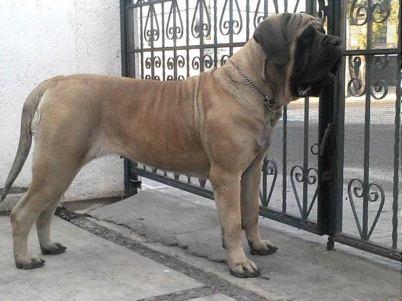 ISAMAR (GUTIERREZ) | Mastiff 