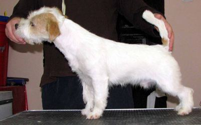 Gang-staff Magnetic Boy | Jack Russell Terrier 