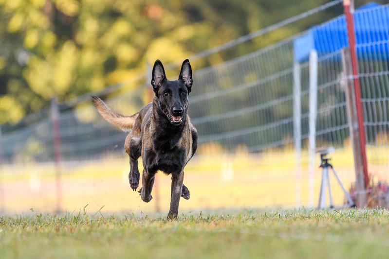 Zadra | Belgian Malinois 