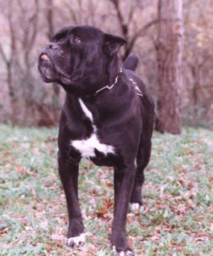 SUPER (1997) | Cane Corso 