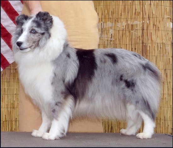 Triumph lanstarr angel among us | Shetland Sheepdog 