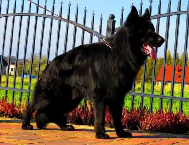 TORRO z Kamironu UCI | German Shepherd Dog 