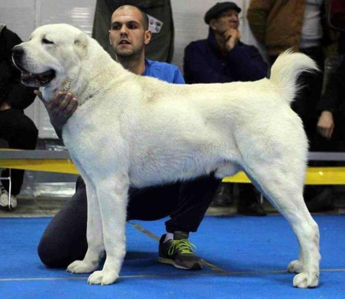 Admiral CAKANMONTENEGRO | Central Asian Shepherd Dog 