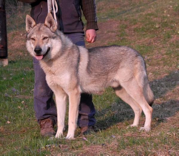 Hitt spod Dumbiera | Czechoslovakian Wolfdog 