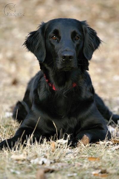 Ira Black Devil Tichý Ruland | Flat-Coated Retriever 