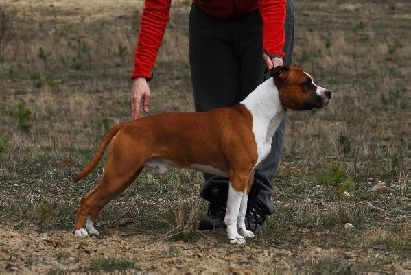 Goldroad's Johnnie Walker | American Staffordshire Terrier 