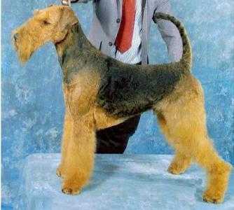 Lord Nelson of Malton | Airedale Terrier 