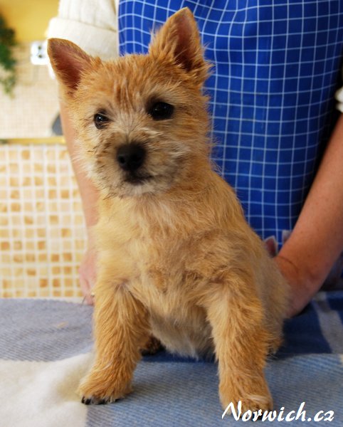 Bel Ami Chér Llybac | Norwich Terrier 