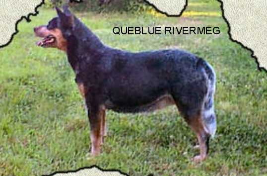 QUEBLUE RIVER MEG | Australian Cattle Dog 