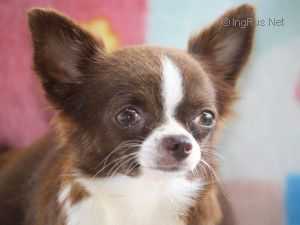 IMAGE'S CHOCOLATE COLLACTION | Chihuahua 