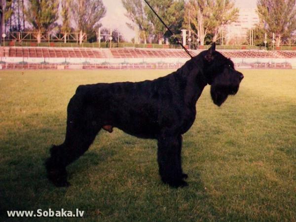 Nev Lemar Victor Sebastyan | Giant Schnauzer 