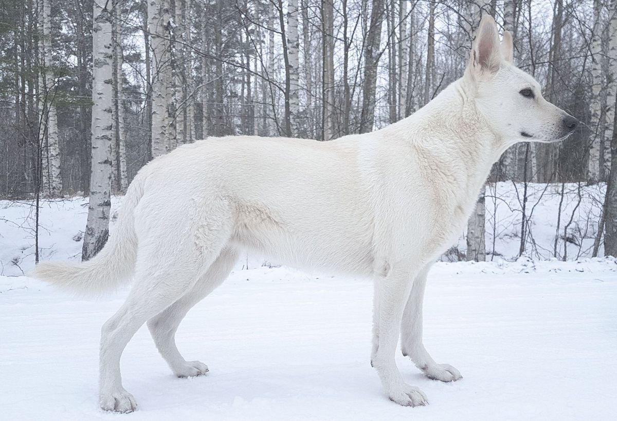 Dione | White Swiss Shepherd Dog 