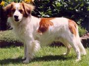 Taga's Glynnan | Kooikerhondje 