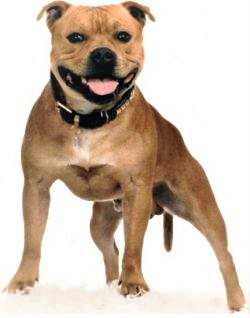 bekanbar barrere | Staffordshire Bull Terrier 