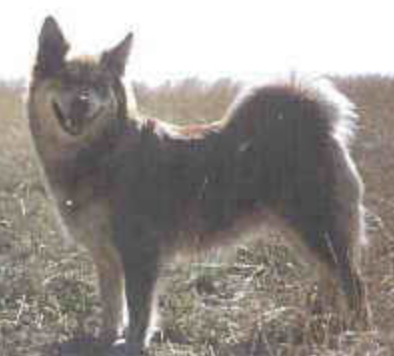 Solfari's Hneta | Icelandic Sheepdog 