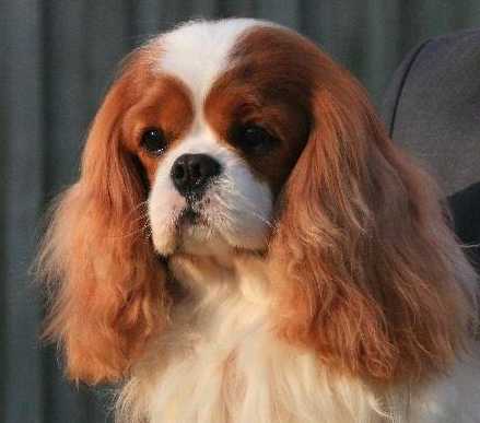 Pascavale Smarty | Cavalier King Charles Spaniel 