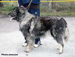 Luna 'JR 700230 SO' | Yugoslavian Shepherd Dog-Sarplaninac 