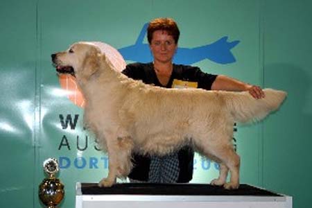 Karvin Basic Instinct of Galans | Golden Retriever 