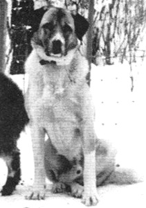 Kibar Kodaman Boaz | Anatolian Shepherd Dog 