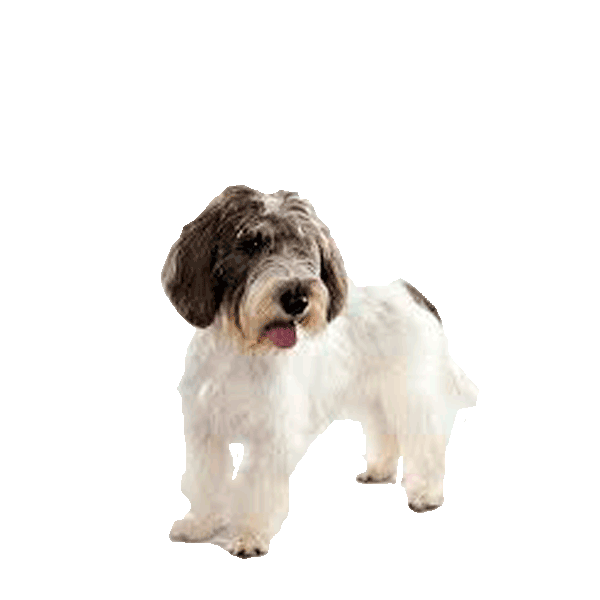 Petit Basset Griffon Vendéen