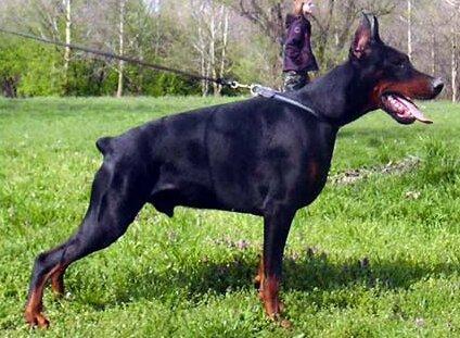 Smart Wood Hills Maximus | Black Doberman Pinscher