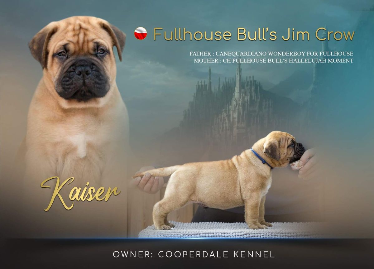 Fullhouse Bulls Jim Crow for Cooperdale | Bullmastiff 