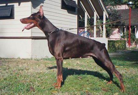 Irinland Paola Pierluka | Brown Doberman Pinscher