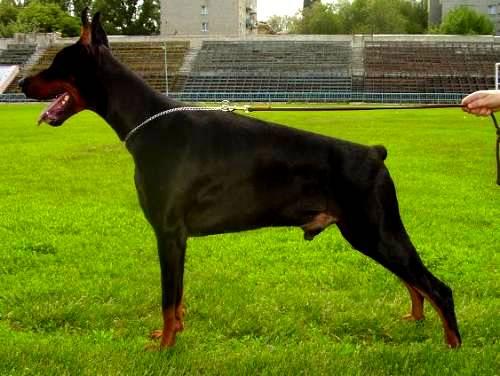 Irinland Lucifer | Black Doberman Pinscher