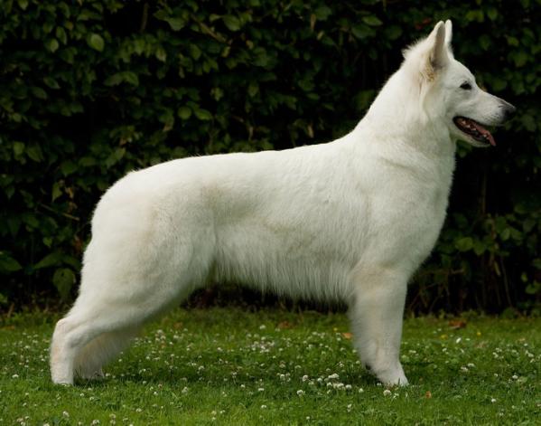 Belovedlee of Edelweiss Blossems | White Swiss Shepherd Dog 