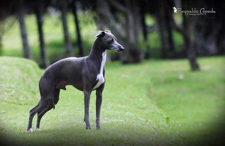 De La Casa Borromeo's Frankie of Marchwind | Italian Greyhound 