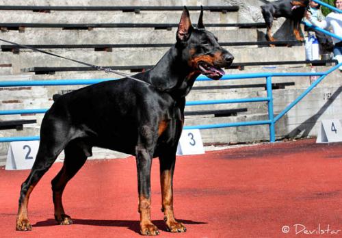 Leib Solond Dark Devil | Black Doberman Pinscher