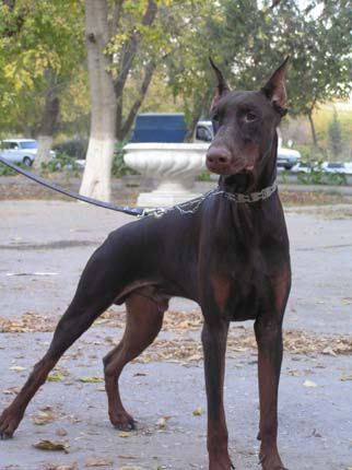 Irinland Platon Puare | Brown Doberman Pinscher