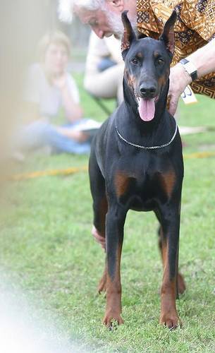 Uverura iz Zoosfery | Black Doberman Pinscher