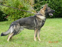 Kai von der Zwitscherklause | German Shepherd Dog 