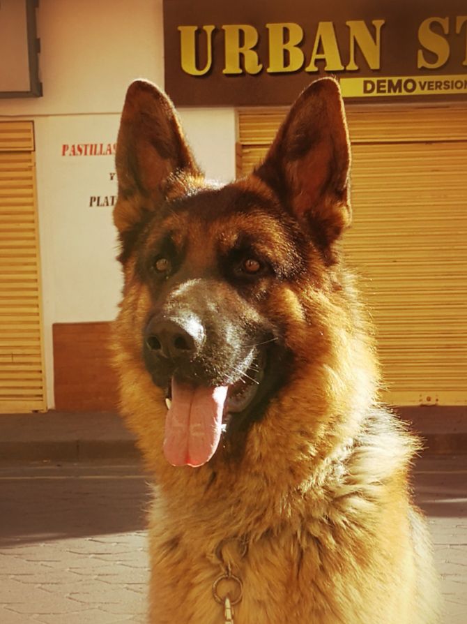 Daddy Von Der Sud | German Shepherd Dog 