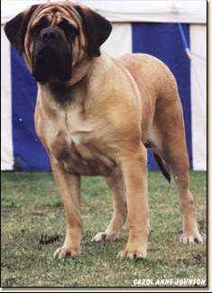 Chevelu Charlotte | Mastiff 