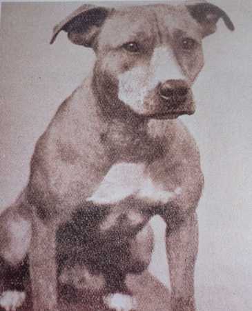 Williams' Garm | Staffordshire Bull Terrier 