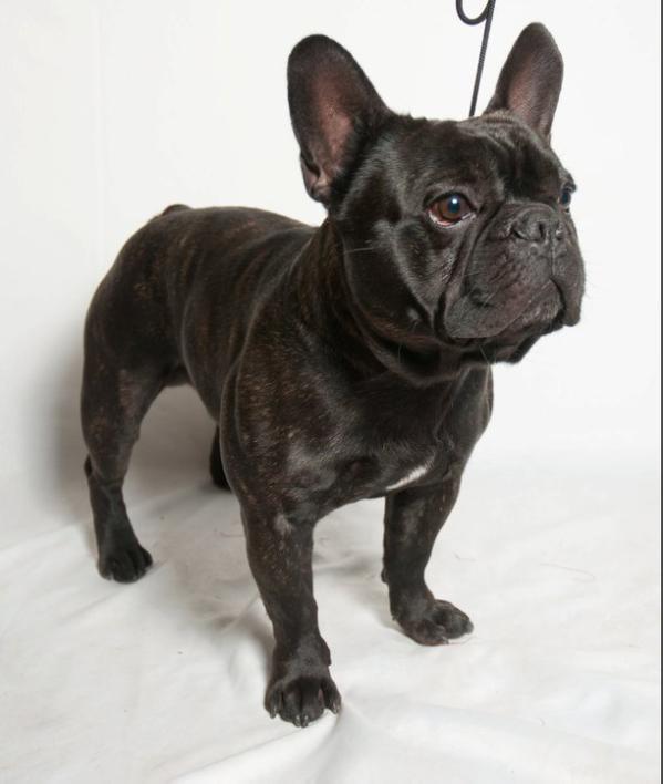 Neo de Duende Negro | French Bulldog 