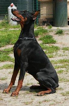 Ofelia dei Nobili Nati | Black Doberman Pinscher