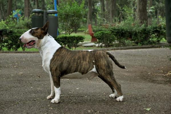 Hubert's Leopard's Reveille | Bull Terrier 